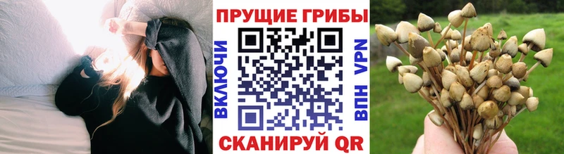 сайты даркнета наркотические препараты  Суджа  Псилоцибиновые грибы ЛСД 